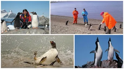 Пингвины в арктике (66 фото) - 66 фото