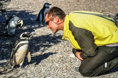 ПроеКТОриЯ - 😎 Необычная профессия: Переворачиватель пингвинов В интернете  ходят легенды о переворачивателях (они же подниматели) пингвинов. Якобы эти  специалисты работают на полярных станциях в Антарктиде, где есть  взлетно-посадочные полосы. История ...