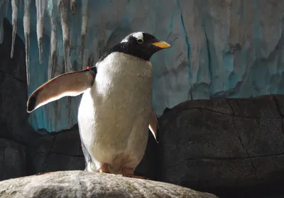 Подниматели пингвинов: Абсурдный миф, который заполонил весь интернет.  Опровержение глупости | Пикабу