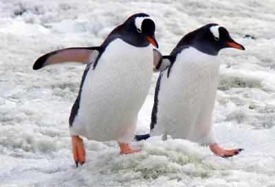 Переворачиватель пингвинов - 67 фото