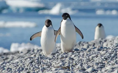 Забег пингвинов прошел в китайском Хайлине. Гонки моментально привлекли  внимание туристов - YouTube