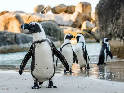 Лучшая работа в мире — переворачиватель пингвинов - NEWSLINE.info