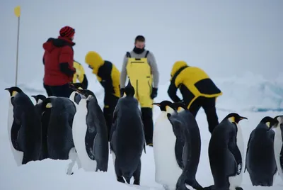 Самая редкая профессия на земле — это переворачиватель пингвинов. |  ВКонтакте
