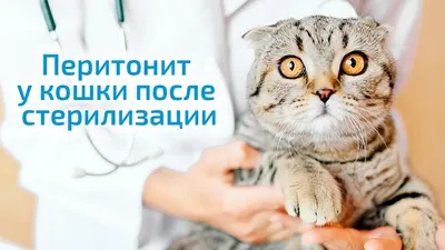 Перитонит у кошки после стерилизации - YouTube