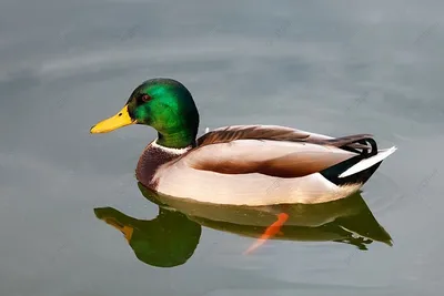 Перо утки Mallard полосатое (x8) — купить в городе Владивосток, цена, фото  — Эркор-Плюс