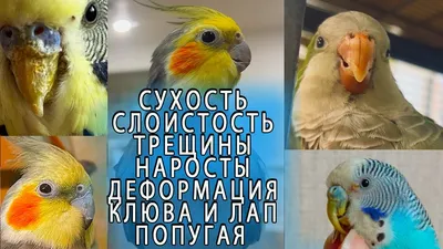 Опухоль у попугая на животе | Форумы о попугаях Parrots.ru