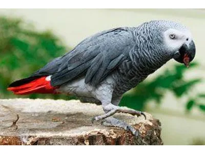 Опухоль у попугая на животе | Форумы о попугаях Parrots.ru