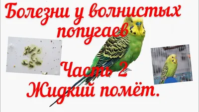 Попугайчик Грызет Свои Перья - Самоощипывание попугаев - Форумы Mybirds.ru  - все о птицах