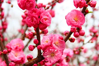 Весной красный цветок персика изображение_Фото номер 500000925_JPG Формат  изображения_ru.lovepik.com