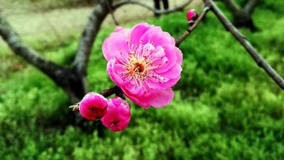 Весенний цветок персика изображение_Фото номер 501211031_JPG Формат  изображения_ru.lovepik.com