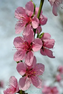 Цветки персика — Fokart.net