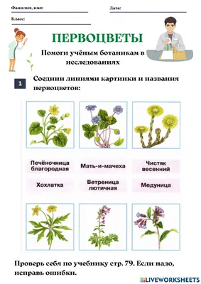 Первоцветы worksheet