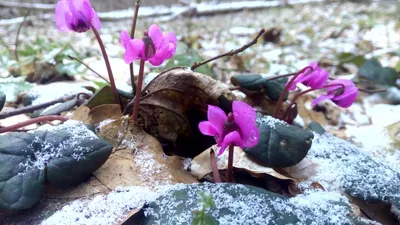 На Кубани объявили охоту за охотниками на первоцветы