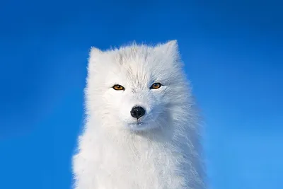 Песец: несколько интересных фактов из жизни полярной лисицы | Пикабу