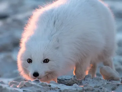 Песец: Подкрадывается незаметно. Уникальные приёмы полярной лисы, которые  она использует, чтобы выжить на крайнем севере | Пикабу