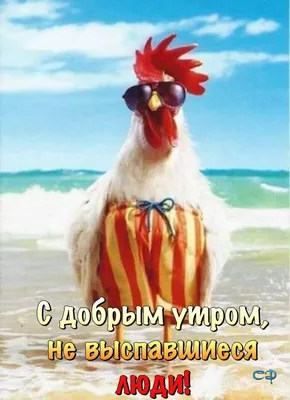 Просыпаемся😊 | Birthday humor, Happy birthday pictures, Funny animal  pictures