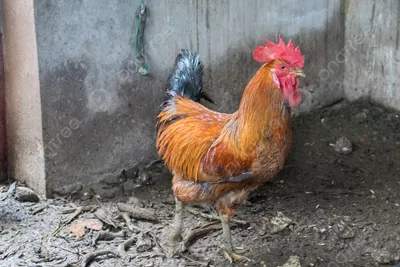 Фотография с изображением курицы в полдень кормление петуха на ферме Фон И  картинка для бесплатной загрузки - Pngtree