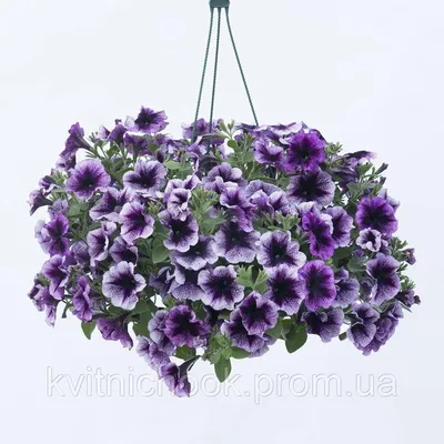Купить Ампельная петуния в подвесном вазоне (кашпо) - Petunia fanfare  purple vein (петуния фанфейр пурпл вейн), цена 337.90 грн — Prom.ua  (ID#1375734773)