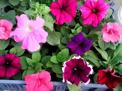 Кустовая петуния: лучшие крупноцветковые сорта и раннее цветение | Растим  цветы | Дзен