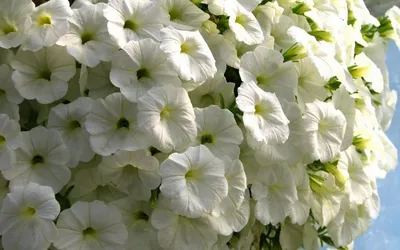 Обои петуния, белые, лепесток, однолетнее растение, сад роз - картинка на  рабочий стол и фото бесплатно