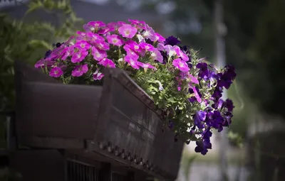 Обои цветы, сад, фиолетовые, розовые, ящик, клумба, петуния, петунии  картинки на рабочий стол, раздел цветы - скачать