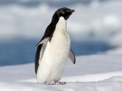 Пингвин адели фото