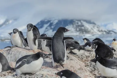 Пингвин Адели, Адели Pinguin, Adeliae Pygoscelis Стоковое Фото -  изображение насчитывающей стоять, снежок: 129037002