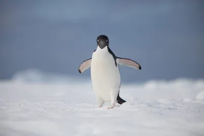 Красивый пингвин 🐧 Адели ходит по …» — создано в Шедевруме