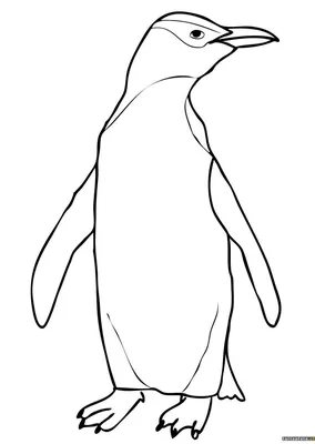 Penguin | Coloring book for children: 24 coloring pages