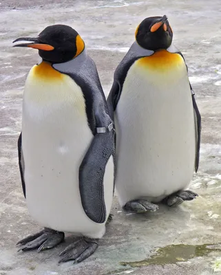 Пингвин королевский фото