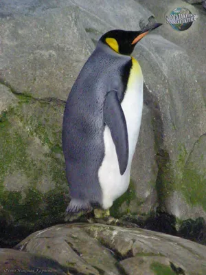 Королевский пингвин - Пингвины | Некоммерческий учебно-познавательный  интернет-портал Зоогалактика
