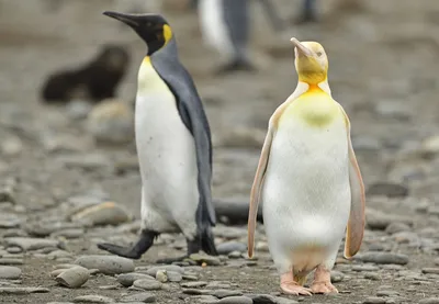Жёлтый пингвин существует и может тебя умилить | Пикабу