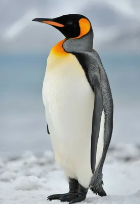 Пингвин - 61 фото: смотреть онлайн
