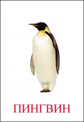 Пингвин картинка для детей