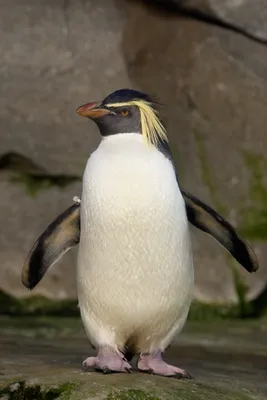 Северный хохлатый пингвин — Википедия