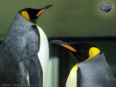 Королевский пингвин - Пингвины | Некоммерческий учебно-познавательный  интернет-портал Зоогалактика