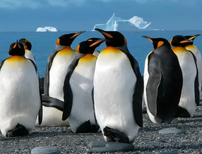 Императорский пингвин: описание, где обитают, сколько живут