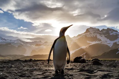 Обои лучший пингвин, король пингвинов, императорский пингвин, нелетающая  птица, птица - картинка на рабочий стол и фото бесплатно