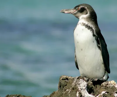 Галапагосский пингвин: фото, подробное описание птицы