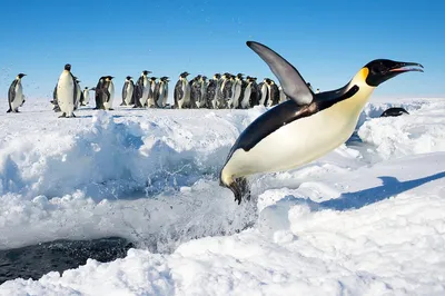 Пингвин защищается от врагов так же, как и скумбрия | Птица дома | Дзен