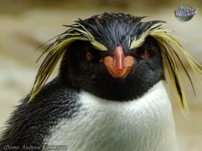 Хохлатый пингвин - Пингвины | Некоммерческий учебно-познавательный  интернет-портал Зоогалактика