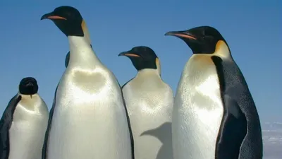 Пингвин-путешественник из зоопарка Тбилиси возвращается на родину