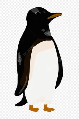 Антарктический пингвин PNG , Penguin здесь, Южный полюс, пингвин PNG  картинки и пнг PSD рисунок для бесплатной загрузки
