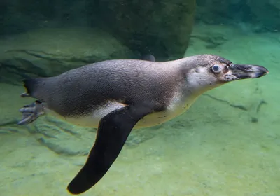 Пингвин проглотил дужки очков - на пути к выздоровлению