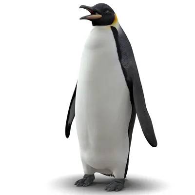 пингвин 3D Модель $69 - .max .3ds .c4d .fbx .ma .obj .unknown .unitypackage  .upk .gltf - Free3D