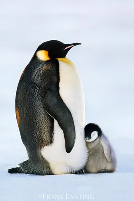 Яйцо пингвина | Смотреть 50 фото бесплатно