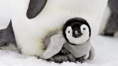 Обои ребенок пингвина, привлекательность, нелетающая птица, птица,  императорский пингвин Full HD, HDTV, 1080p 16:9 бесплатно, заставка  1920x1080 - скачать картинки и фото