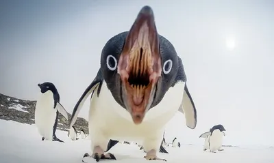 https://animals.pibig.info/763-rot-pingvina-otkrytyj.html