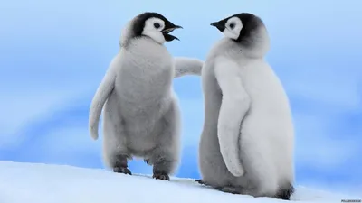 Обои Маленькие пингвины / Детеныши пингвина, картинки - Обои для рабочего  стола Маленькие пингвины / Детеныши пингвина фото из альбома: (животные)