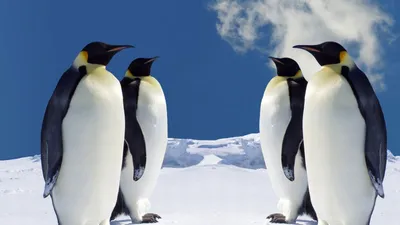 Обои Четыре пингвина, картинки - Обои для рабочего стола Четыре пингвина  фото из альбома: (животные)